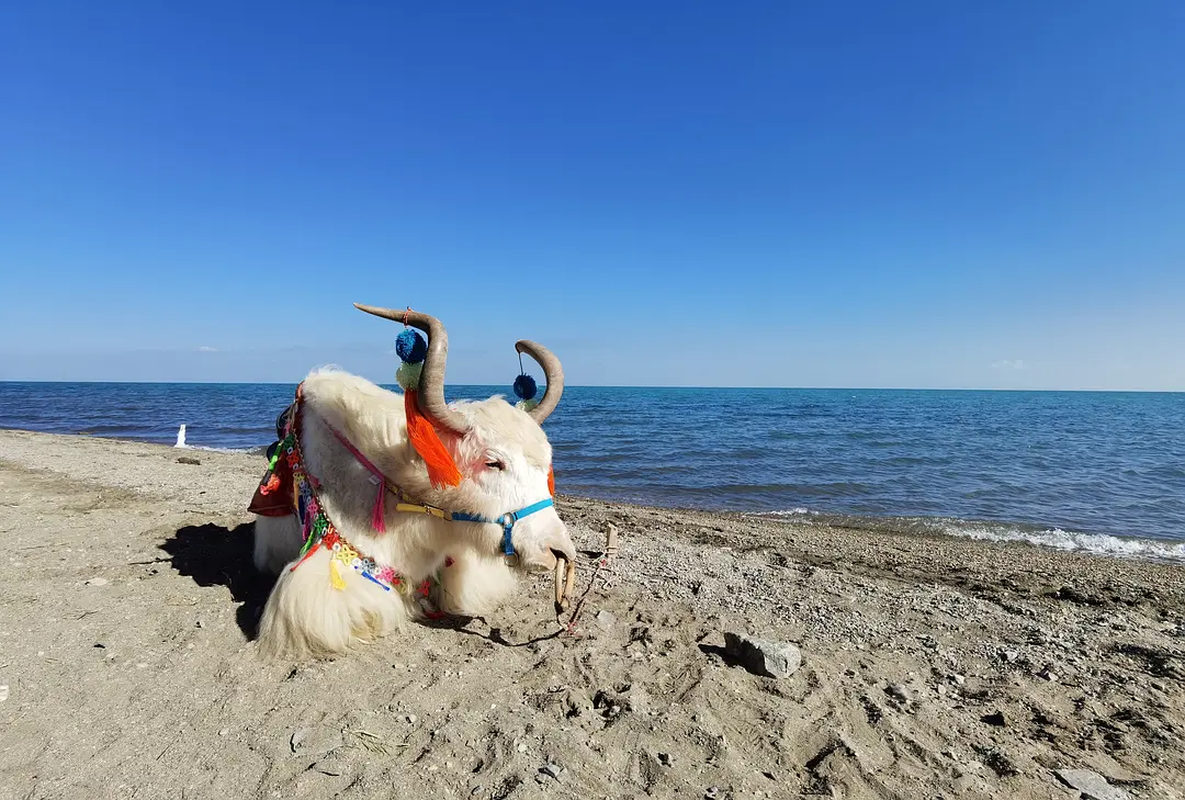 敦煌專業(yè)包車逐西租車：您的旅行專家