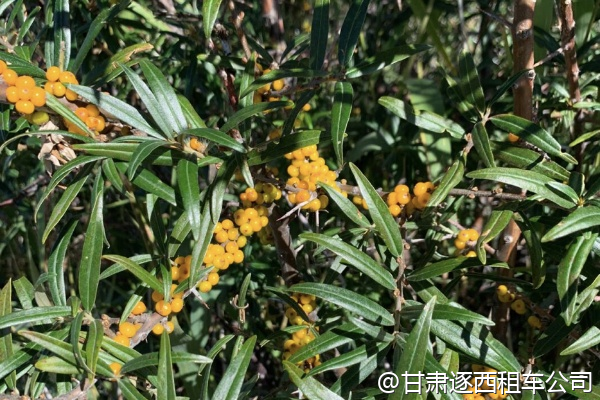 我們帶兩個(gè)孩子，包車能提供兒童安全座椅嗎？  