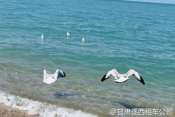 想體驗(yàn)甘肅沙漠植樹，包車能參加環(huán)保項(xiàng)目嗎？  